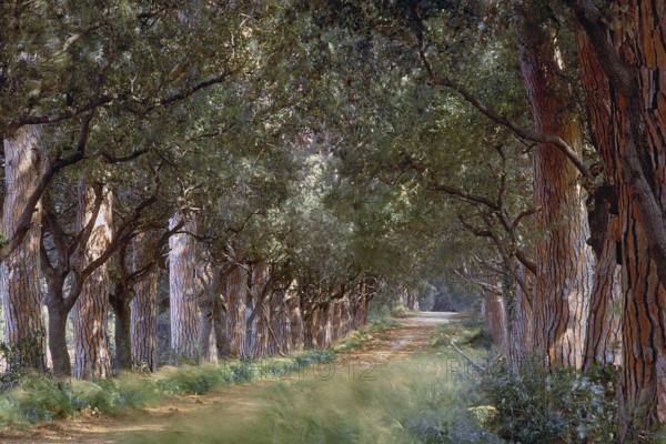 Pine avenue (Pinus pinea), Tuscany, Italy