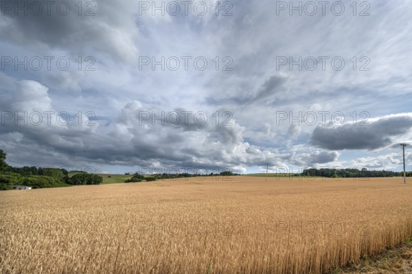 Ripe wheat field (Triticum), cloudy sky, Franconia, Bavaria, Germany