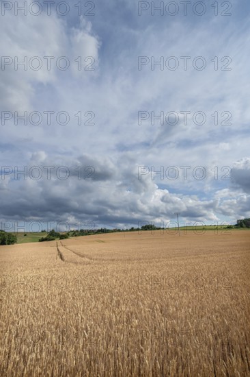 Ripe wheat field (Triticum), cloudy sky, Franconia, Bavaria, Germany