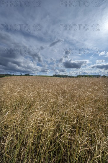 Ripe rape field (Brassica napus), cloudy sky, Franconia, Bavaria, Germany