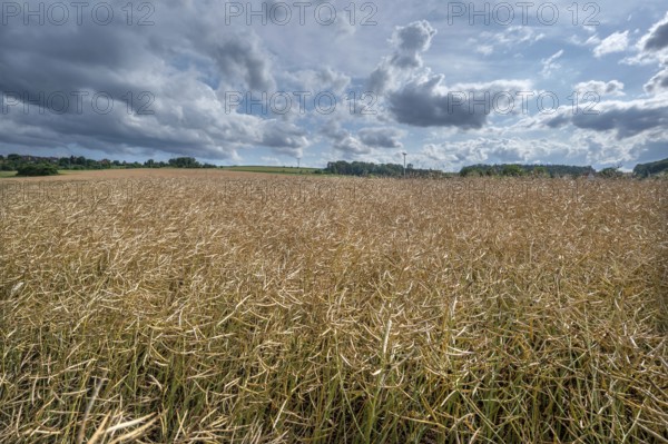 Ripe rape field (Brassica napus), cloudy sky, Franconia, Bavaria, Germany