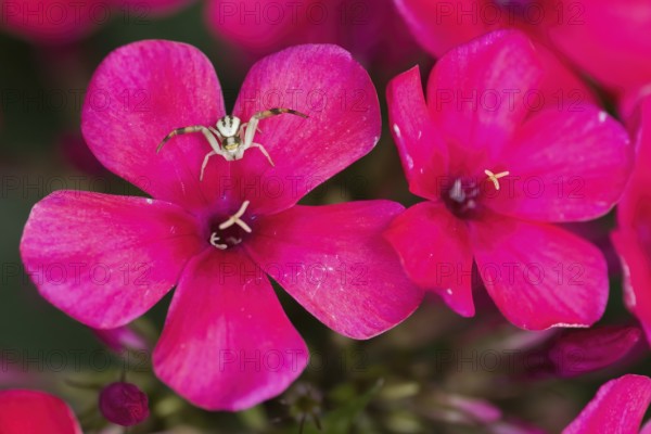 Two bright pink flowers, phlox flowers, with a Goldenrod crab spider (Misumena vatia) sitting on them, Hesse, Germany