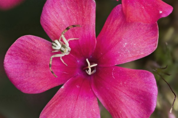Goldenrod crab spider (Misumena vatia) sitting on a bright pink flower, phlox blossom, close-up, Hesse, Germany