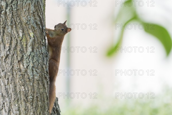 A squirrel (Sciurus vulgaris), young, carefully climbing up a tree trunk, Hesse, Germany
