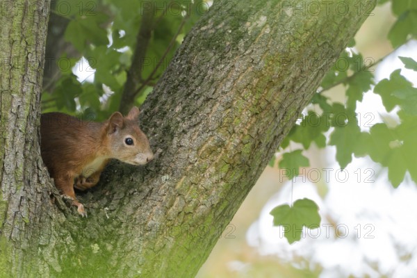 A squirrel (Sciurus vulgaris), juvenile, sitting attentively in the fork of a tree trunk, Hesse, Germany