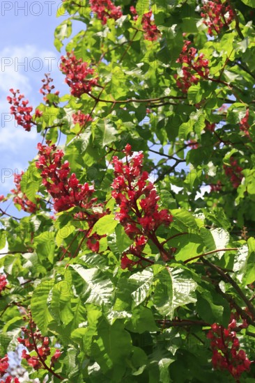 Red-flowering horse chestnut (Aesculus carnea), alienation, North Rhine-Westphalia, Germany