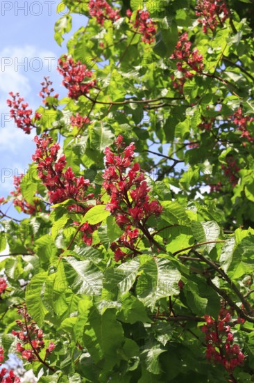 Red-flowering horse chestnut (Aesculus carnea), North Rhine-Westphalia, Germany