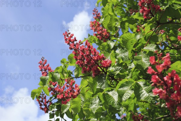 Red-flowering horse chestnut (Aesculus carnea), North Rhine-Westphalia, Germany