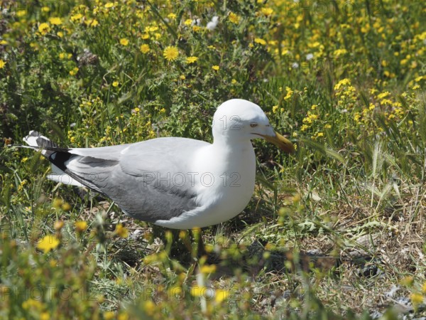 Mediterranean gull (Larus michahellis) searching for food in the grassy area. Porquerolles Island, Giens, Hyères, Provence, Côte d' Azur, France