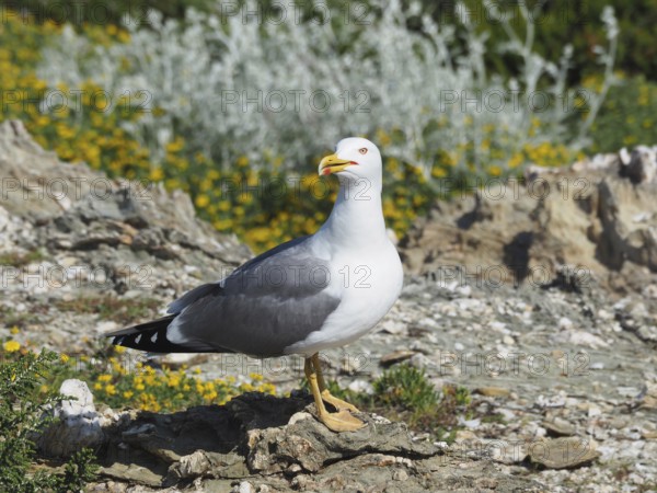 Mediterranean gull (Larus michahellis) standing on rocks with a green plant background. Porquerolles Island, Giens, Hyères, Provence, Côte d' Azur, France
