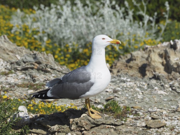 Mediterranean gull (Larus michahellis) standing on a rock with a flowering background. Porquerolles Island, Giens, Hyères, Provence, Côte d' Azur, France