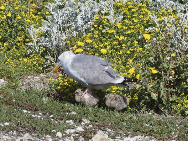 A Mediterranean gull (Larus michahellis) stands in the grass and protects its chicks among yellow flowers. Porquerolles Island, Giens, Hyères, Provence, Côte d'Azur, France