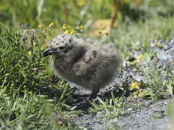 A fluffy chick of Mediterranean gull (Larus michahellis) sits on a stony path surrounded by grass and yellow flowers. Porquerolles Island, Giens, Hyères, Provence, Côte d'Azur, France