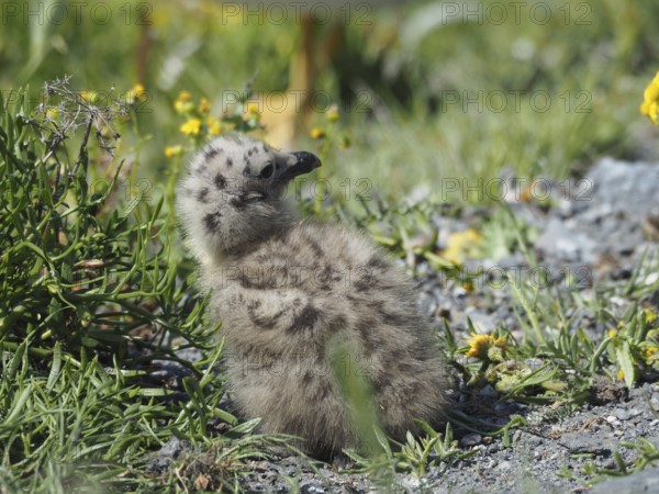 A fluffy chick of the Mediterranean gull (Larus michahellis) sits in the grass and looks attentively at its surroundings. Porquerolles Island, Giens, Hyères, Provence, Côte d' Azur, France