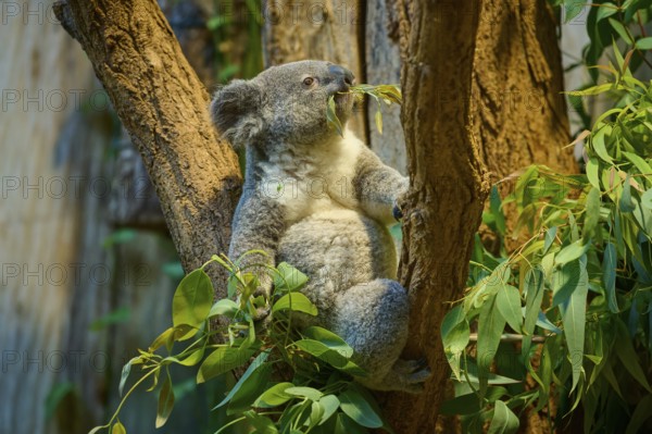 A koala climbs a tree and eats eucalyptus leaves, koala (Phascolarctos cinereus), lives in Australia, captive, Germany