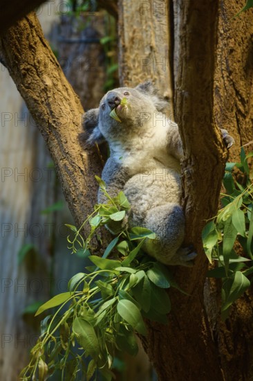 A koala eats eucalyptus leaves, resting on a tree trunk, koala (Phascolarctos cinereus), lives in Australia, captive, Germany