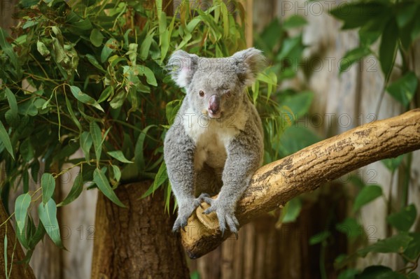 A koala sits on a branch, with a curious look and surrounded by plants, koala (Phascolarctos cinereus), lives in Australia, captive, Germany