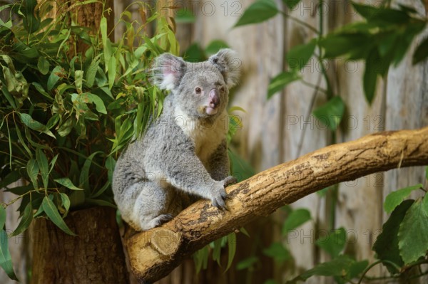 A koala sits quietly on a branch, surrounded by plants, koala (Phascolarctos cinereus), lives in Australia, captive, Germany