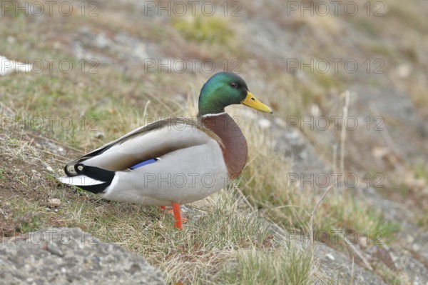 Mallard (Anas platyrhynchos), male, drake, standing on a slope on the lakeshore, Chiemsee, Prien, Bavaria, Germany