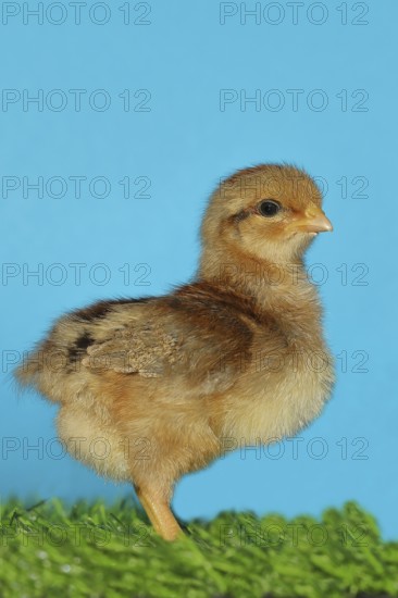 Domestic fowl (Gallus gallus domesticus), freshly hatched, chicken chick standing on grass, Wilnsdorf, North Rhine-Westphalia, Germany