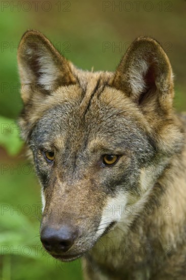 Close-up of a wolf face with intense gaze in the greenery, Wolf (Canis Lupos), Germany