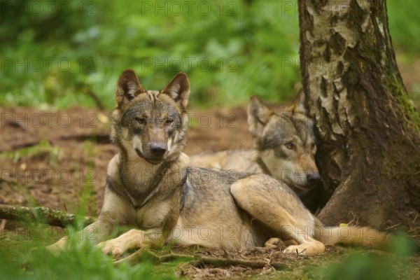 Two wolves resting next to each other on a tree in the forest, Wolf (Canis Lupos), Germany