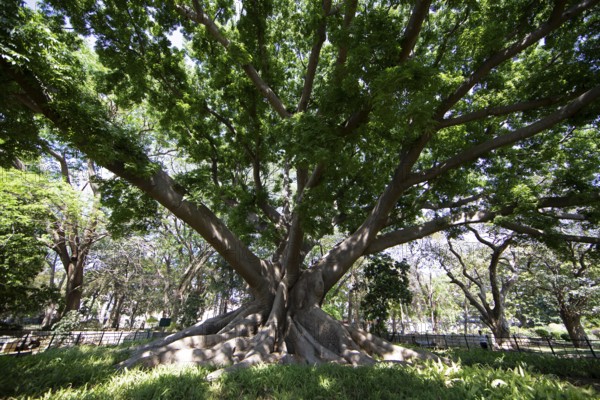 Old kapok tree (Ceiba pentandra) in the Lalbagh Botanical Garden, Begaluru or Bangalore, Karnataka, India