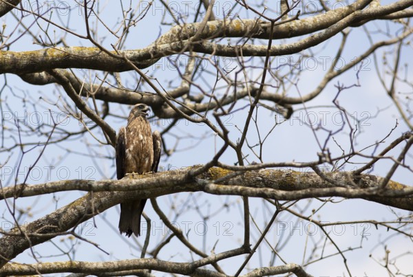 Black Kite or Black Kite (Milvus migrans) in Cubbon Park, Begaluru or Bangalore, Karnataka, India