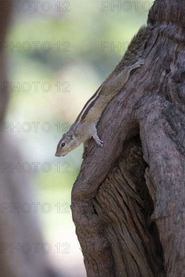Northern palm squirrel (Funambulus pennantii) in Cubbon Park, Begaluru or Bangalore, Karnataka, India