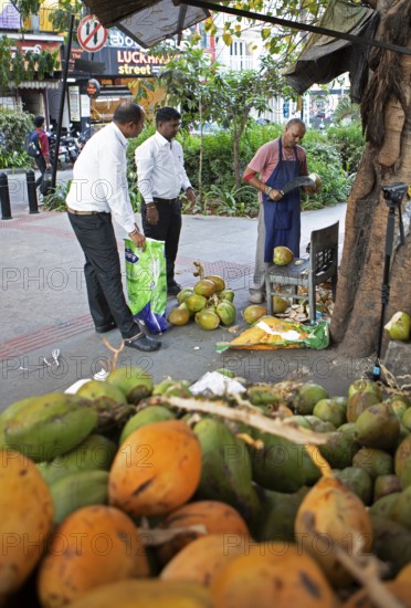 Indian man cutting a coconut, others watching, Begaluru or Bangalore, Karnataka, India