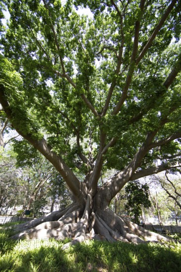 Old Kapock tree (Ceiba pentandra) in the Lalbagh Botanical Garden, Begaluru or Bangalore, Karnataka, India