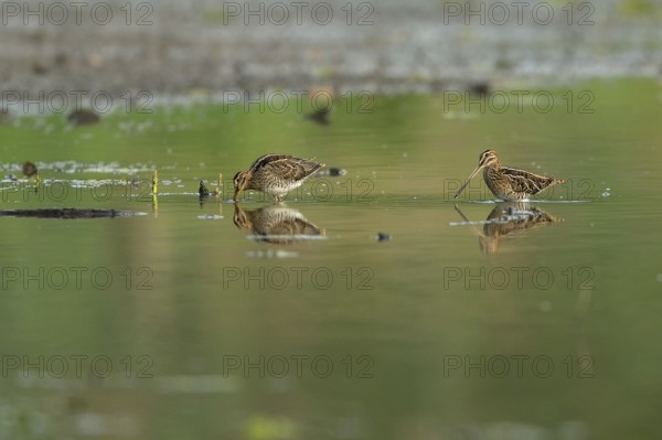 Common snipe (Gallinago gallinago), two foraging in shallow water, Lower Rhine, North Rhine-Westphalia, Germany
