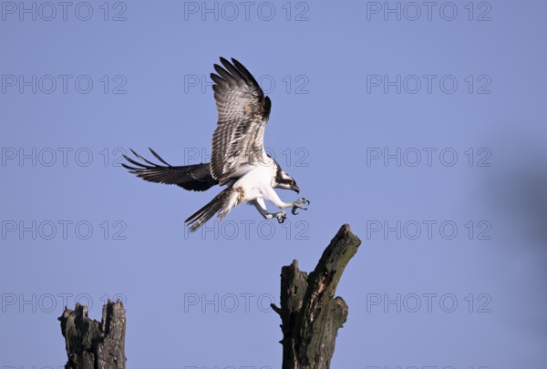Osprey (Pandion haliaetus), flying on a dead tree, Lower Rhine, North Rhine-Westphalia, Germany