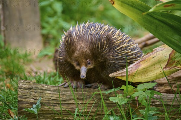An echidna sitting on a log, surrounded by green vegetation, short-billed echidna (Tachyglossus aculeatus), lives in Australia, captive, Germany