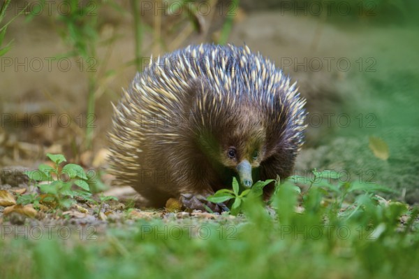 A curious echidna in the wild, surrounded by grass and greenery, short-billed echidna (Tachyglossus aculeatus), lives in Australia, captive, Germany