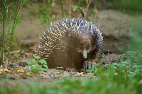 A spiny echidna on the forest floor, surrounded by nature and green foliage, short-billed echidna (Tachyglossus aculeatus), lives in Australia, captive, Germany