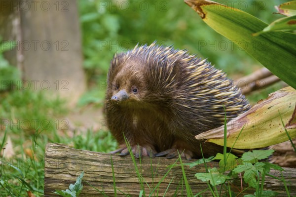 A hedgehog with brown spines sits on a piece of wood surrounded by grass, short-beaked echidna (Tachyglossus aculeatus), lives in Australia, captive, Germany