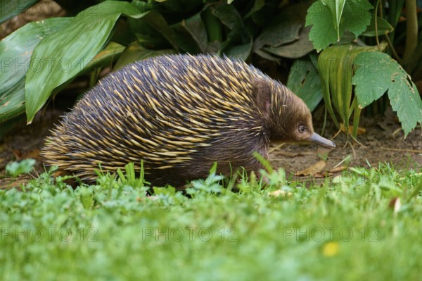 An echidna moves through green grass and dense vegetation, short-billed echidna (Tachyglossus aculeatus), lives in Australia, captive, Germany