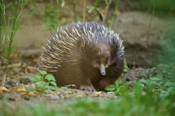 An echidna with distinctive spines in a natural environment, surrounded by plants, short-billed echidna (Tachyglossus aculeatus), lives in Australia, captive, Germany