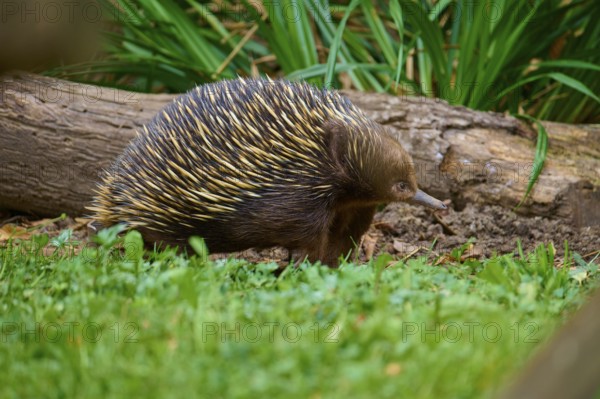 A hedgehog running in the grass next to a log, surrounded by plants, short-billed echidna (Tachyglossus aculeatus), lives in Australia, captive, Germany