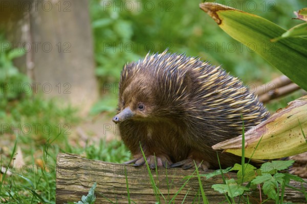 A hedgehog sits on a piece of wood in the greenery, surrounded by grass and plants, short-billed echidna (Tachyglossus aculeatus), lives in Australia, captive, Germany