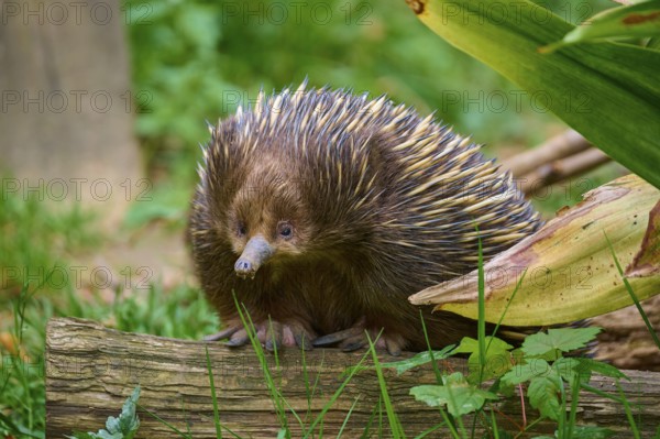 An echidna on a tree trunk, surrounded by natural flora, short-billed echidna (Tachyglossus aculeatus), lives in Australia, captive, Germany