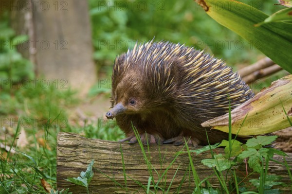 An echidna sitting on a tree trunk, embedded in lush vegetation, short-billed echidna (Tachyglossus aculeatus), lives in Australia, captive, Germany