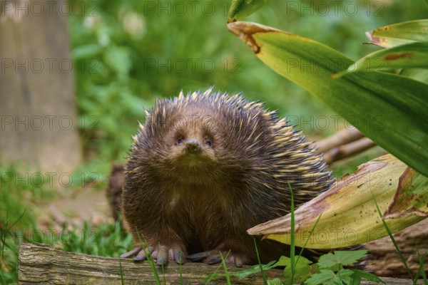 An echidna looking attentively into the camera, surrounded by plants, short-billed echidna (Tachyglossus aculeatus), lives in Australia, captive, Germany