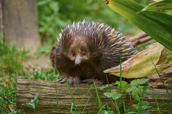 An echidna on a log in the midst of a green plant landscape, short-billed echidna (Tachyglossus aculeatus), lives in Australia, captive, Germany
