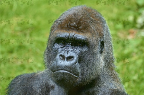 A gorilla gazes intently into the distance, surrounded by nature, Gorilla (Gorilla Gorilla), captive, Netherlands