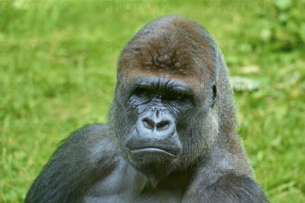 A gorilla looking thoughtfully into the distance, surrounded by green nature, Gorilla (Gorilla Gorilla), captive, Netherlands