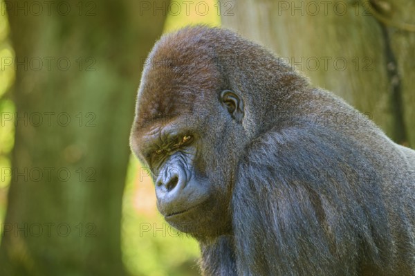 A gorilla with a menacing expression near a tree, Gorilla (Gorilla Gorilla), captive, Netherlands