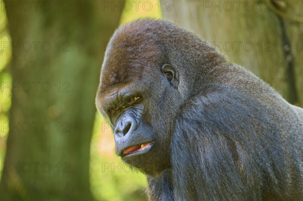 A strong gorilla leans against a tree and looks intensely, Gorilla (Gorilla Gorilla), captive, Netherlands