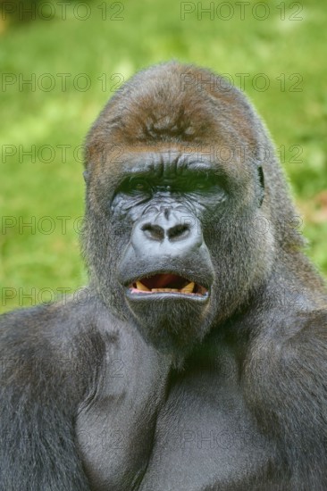 A gorilla with a surprised look on his face, surrounded by trees, Gorilla (Gorilla Gorilla), captive, Netherlands